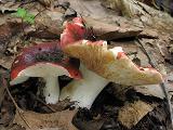 Russula atropurpurea 