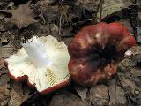 Russula atropurpurea