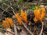 Calocera viscosa