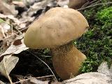 Tylopilus felleus 