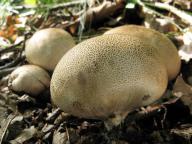 foto Karel Tejkal foto Karel Tejkal