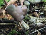 Helvella lacunosa 