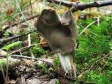 Helvella lacunosa