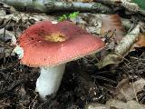 Russula graveolens