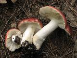 Russula graveolens 