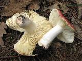 Russula graveolens