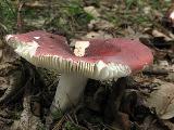 Russula graveolens 