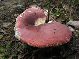Russula graveolens 
