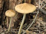 Hymenopellis radicata 