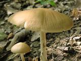 Hymenopellis radicata 
