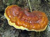 Ganoderma lucidum 