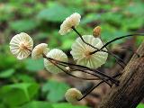 Marasmius rotula