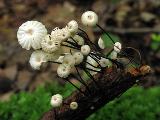 Marasmius rotula 