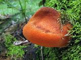 Fistulina hepatica