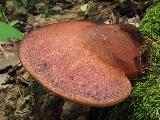 Fistulina hepatica 