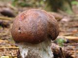 Leccinum piceinum 