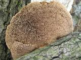 Daedaleopsis confragosa
