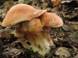 Cortinarius bolaris