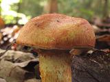 Cortinarius bolaris 