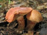 Cortinarius bolaris