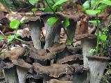 Craterellus cornucopioides