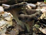 Craterellus cornucopioides