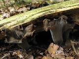 Craterellus cornucopioides