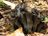 Craterellus cornucopioides