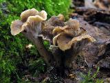Craterellus undulatus