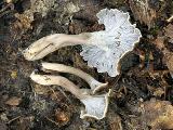 Craterellus undulatus
