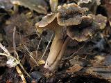 Craterellus undulatus