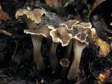 Craterellus undulatus
