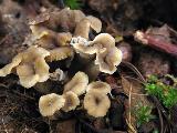 Craterellus undulatus 