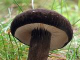 Lactarius lignyotus 