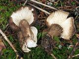 Lactarius lignyotus