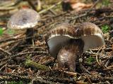 Lactarius lignyotus