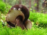 Lactarius lignyotus