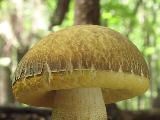 Leccinum crocipodium