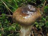 Hygrophorus olivaceoalbus