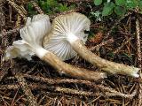 Hygrophorus olivaceoalbus 