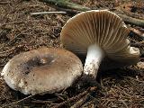 Russula nigricans