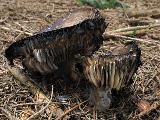 Russula nigricans 