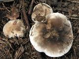 Russula nigricans 