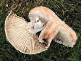 Russula nigricans