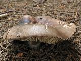 Russula nigricans 