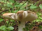 Russula decolorans 