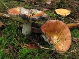 Russula decolorans