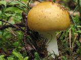 Russula decolorans 