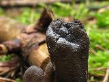 Elaphocordyceps ophioglossoides 