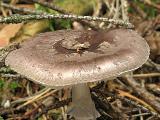 Amanita porphyria